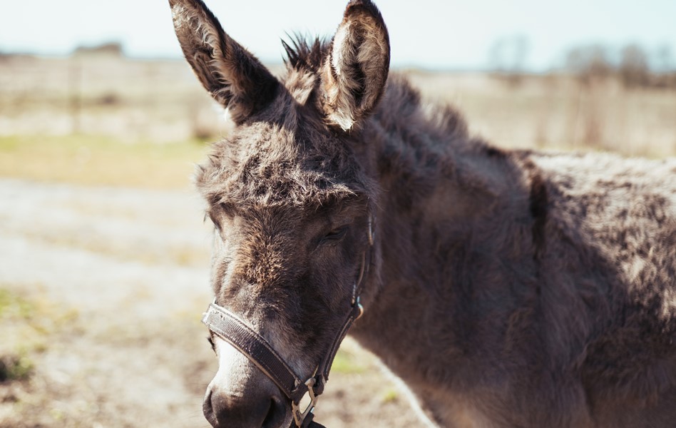 Mejlbyefterskole2021 02532